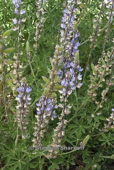 lupinus formosus var robustus 4 graphic